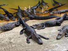 Alligatorfarm in St. Augustine
